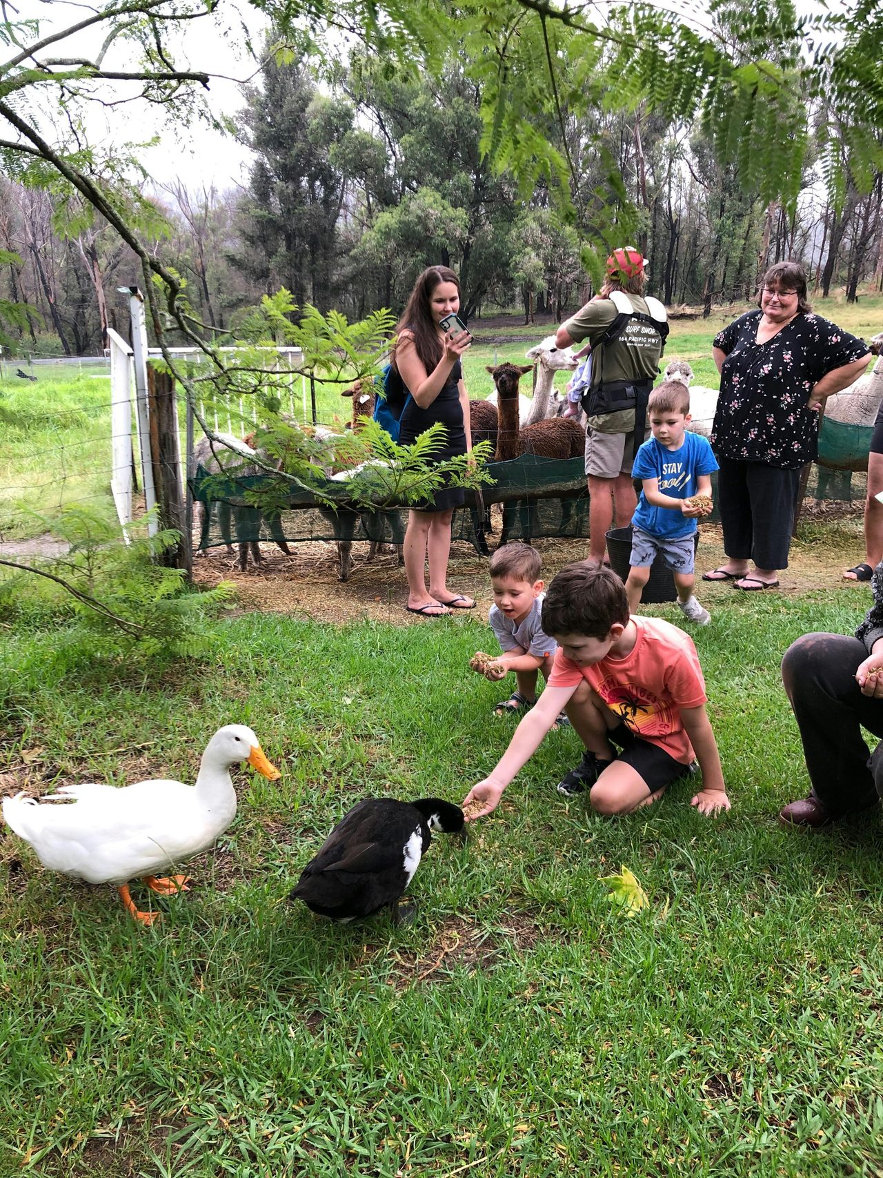 Animal feeding
