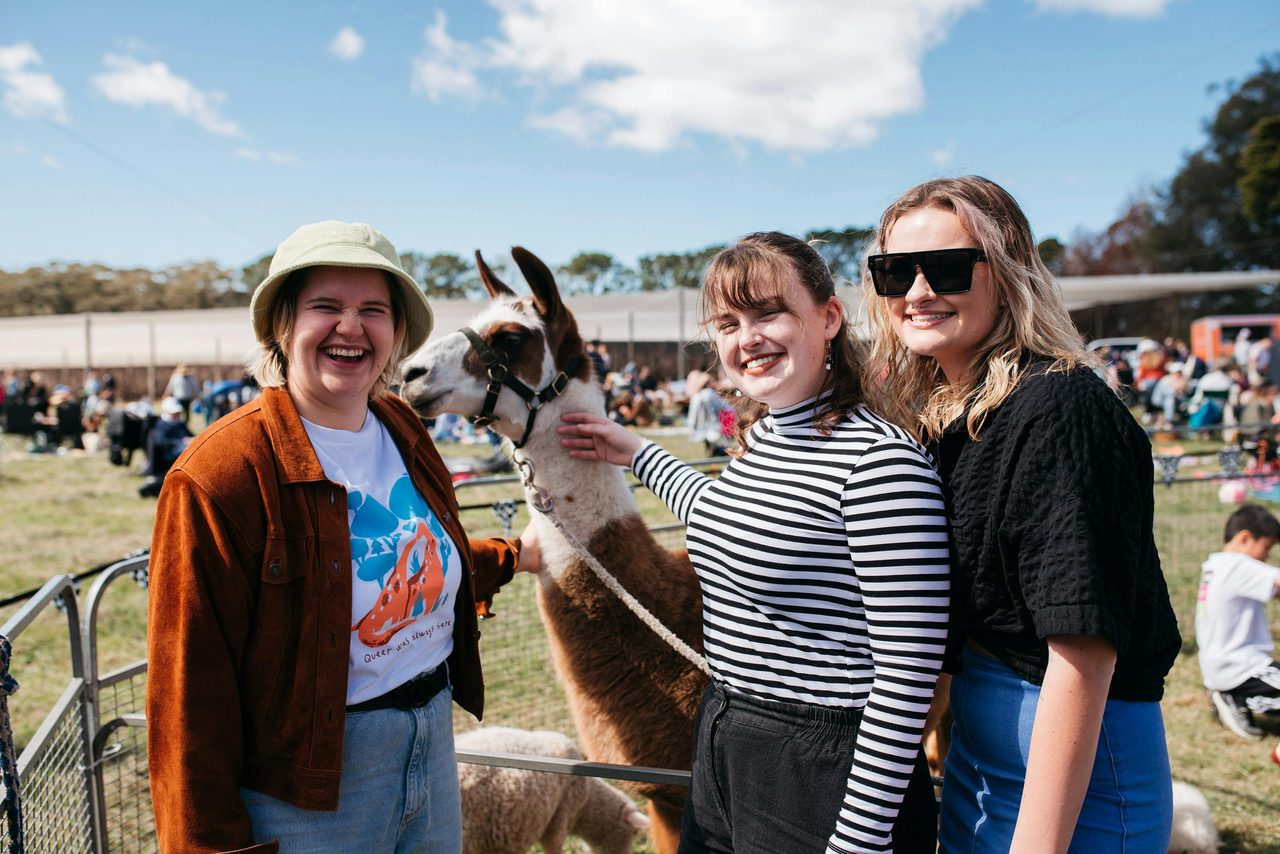 Patting an Alpaca