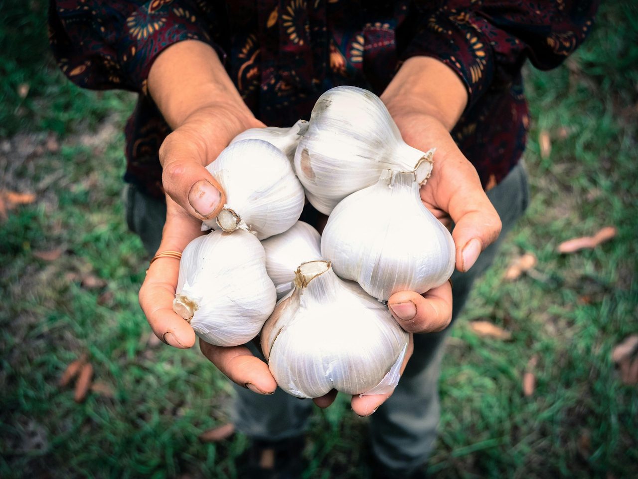 Example fresh garlic from the market.
