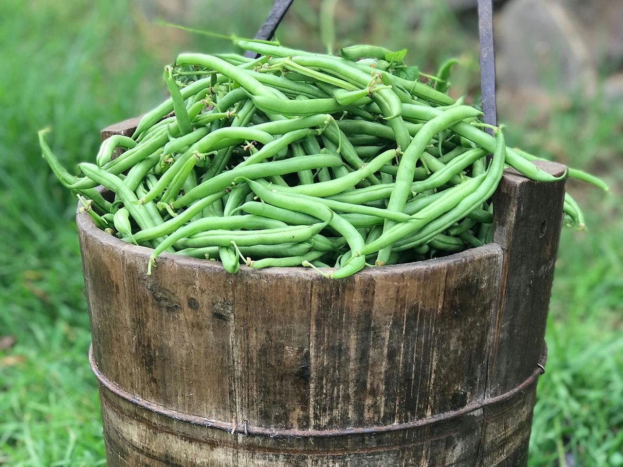 Bucket loads of Beans