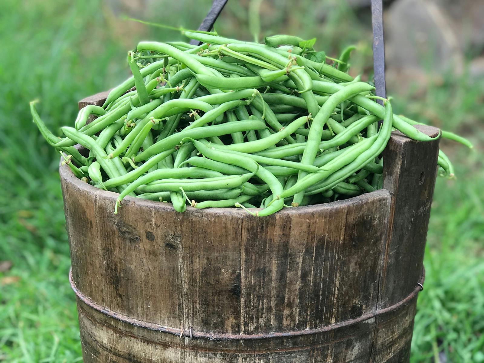 Bucket loads of Beans