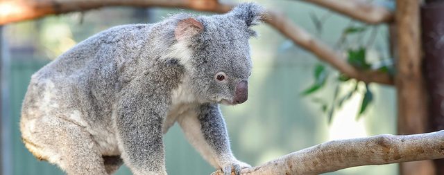Australia Day Wake Up With the Wildlife Breakfast in Blacktown