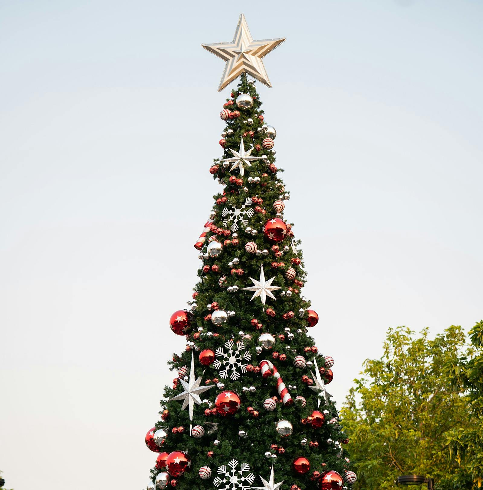 Christmas Tree in Blacktown