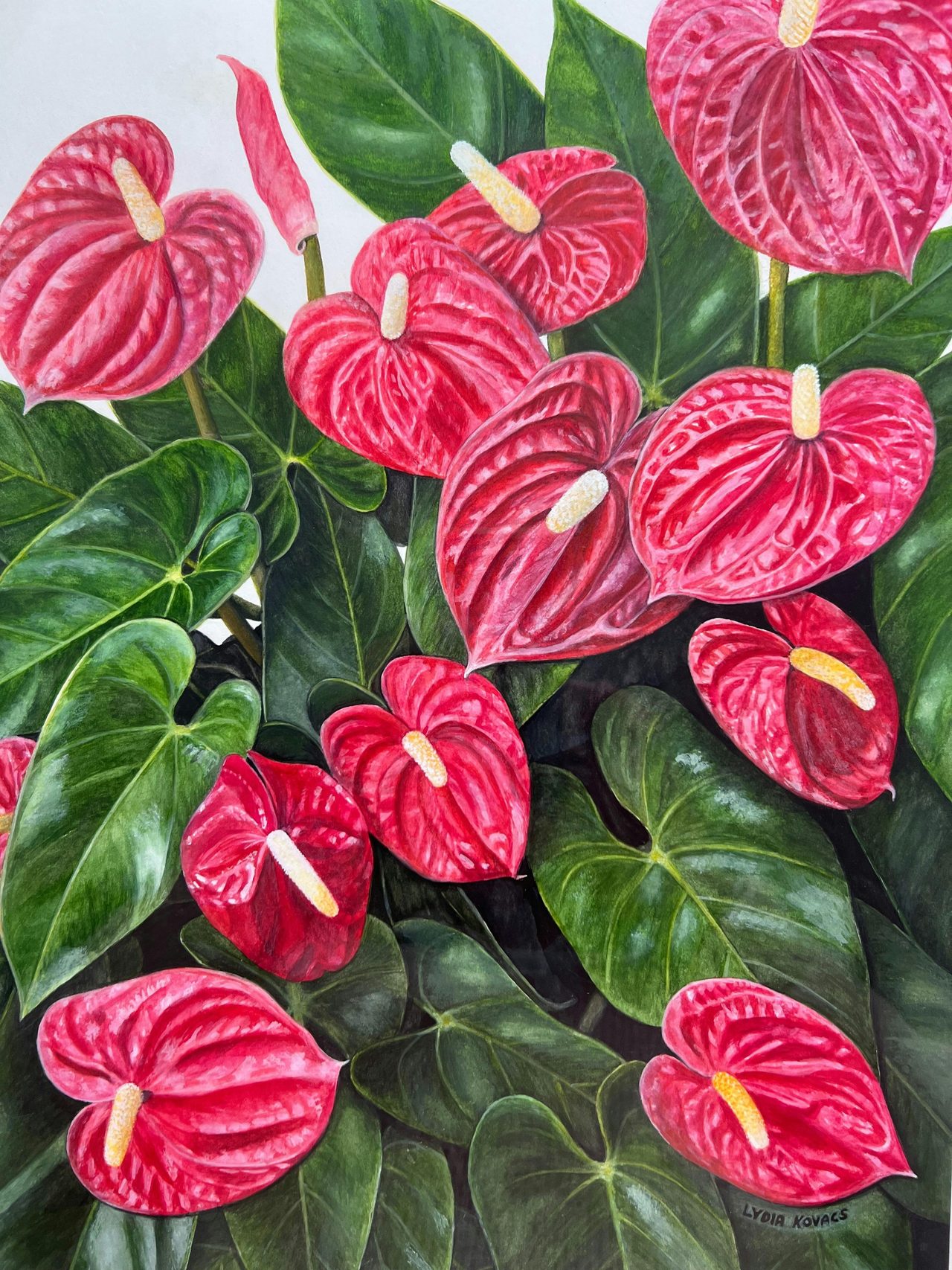 Anthurium by Lydia Kovacs