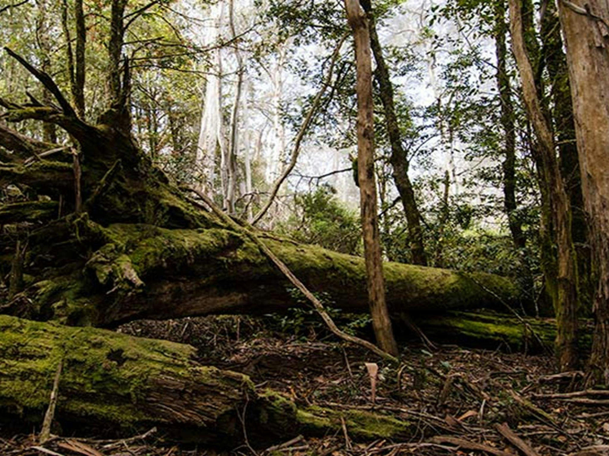 Careys Peak trail, Barrington Tops National Park. Photo: John Spencer &copy; OEH