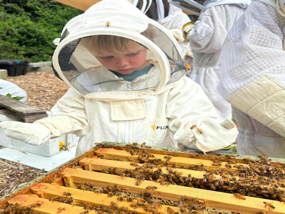 Child inspecting a hive