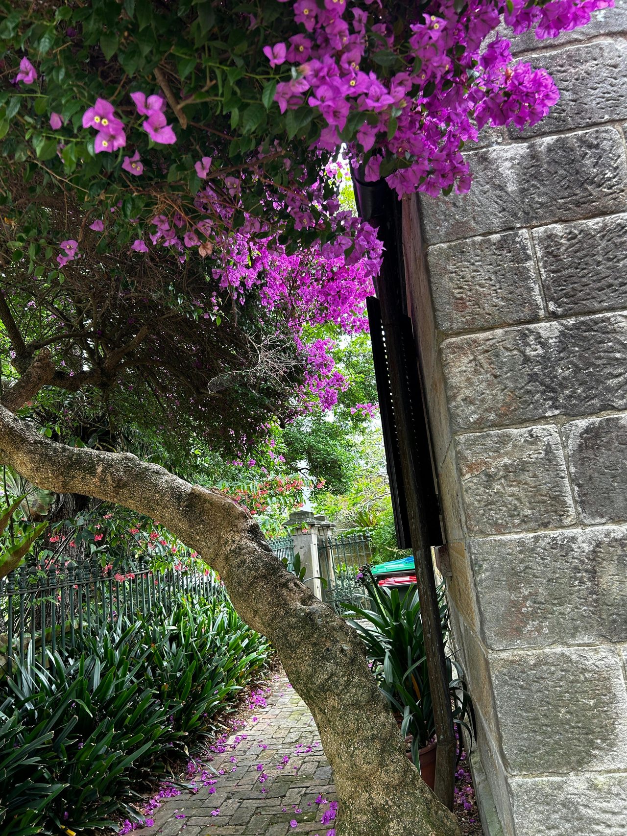 In full bloom