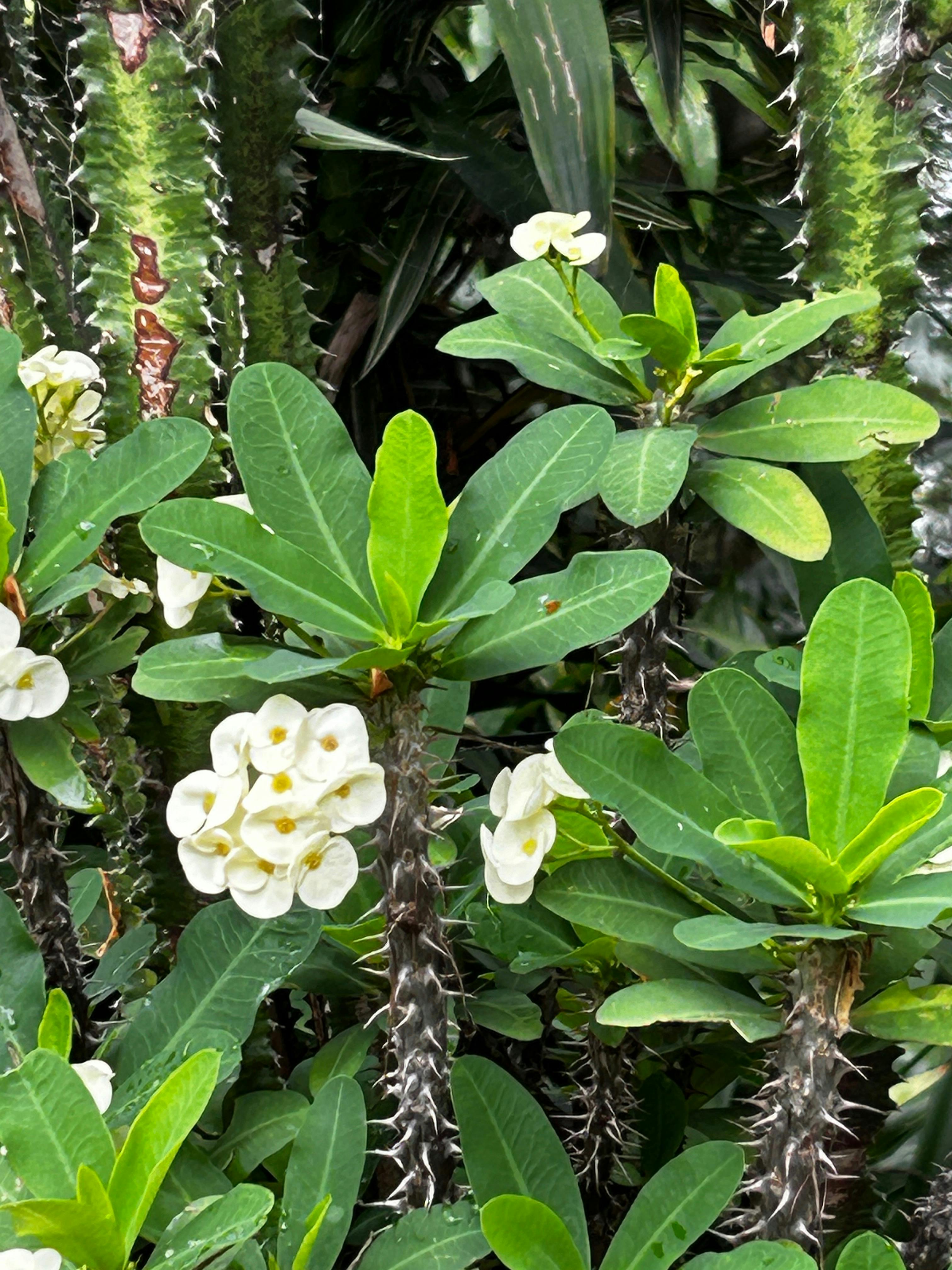 Hoya in bloom