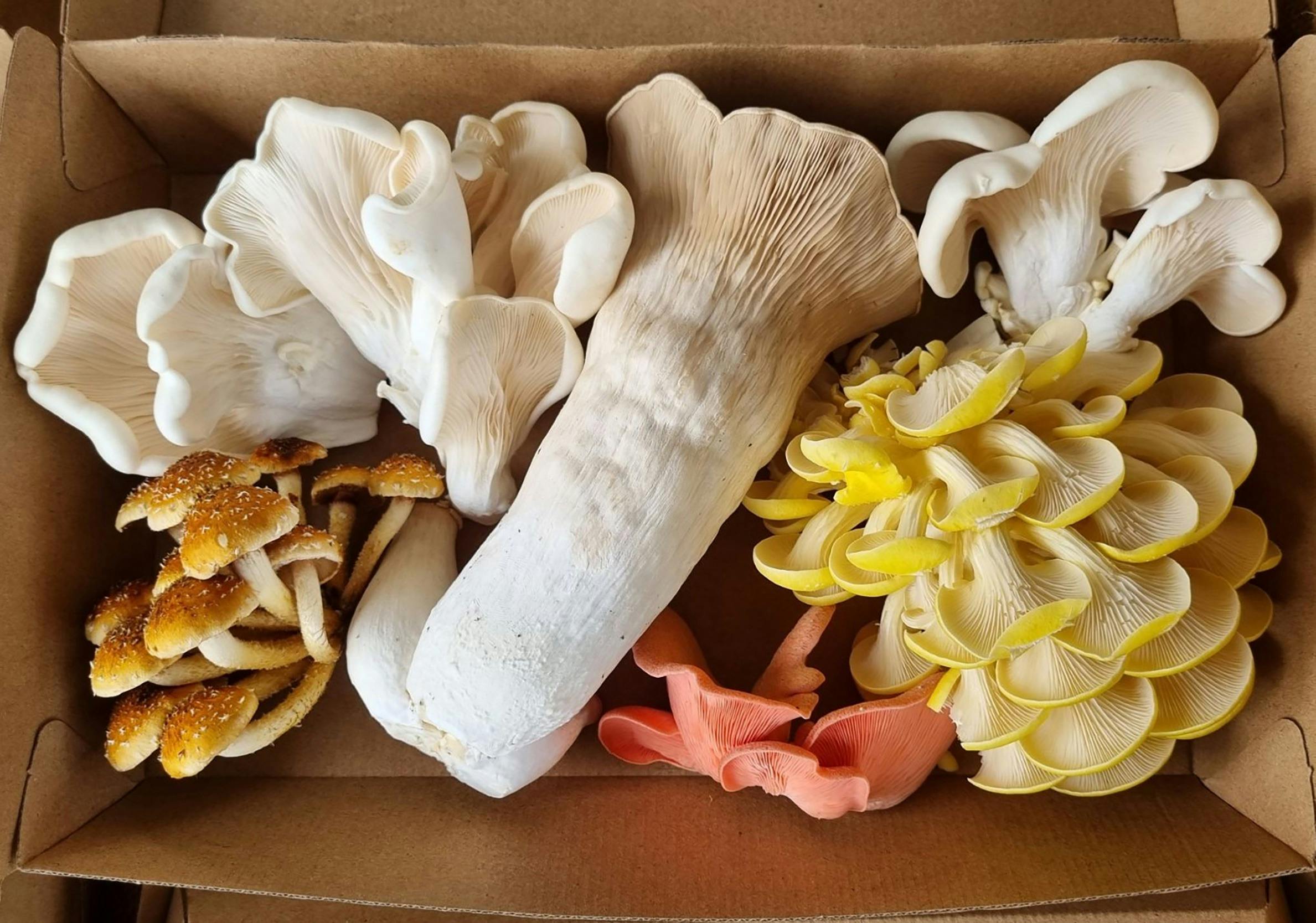Organic oyster mushrooms in open cardboard container