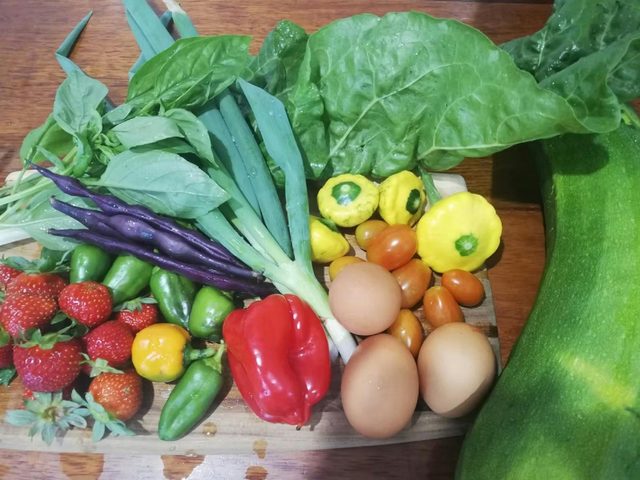 Carinya Downs Permaculture Farm