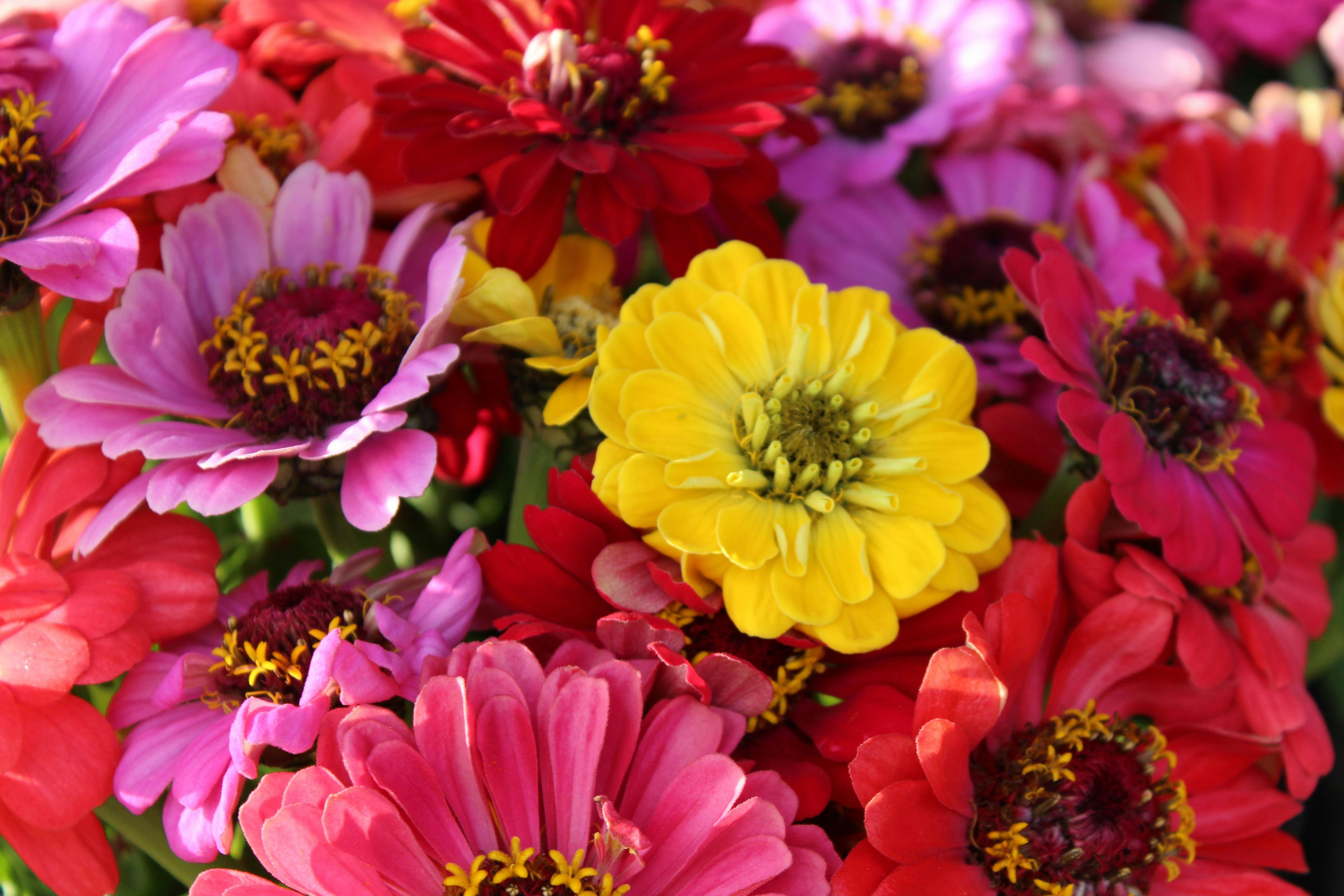 Camden Fresh Produce Market