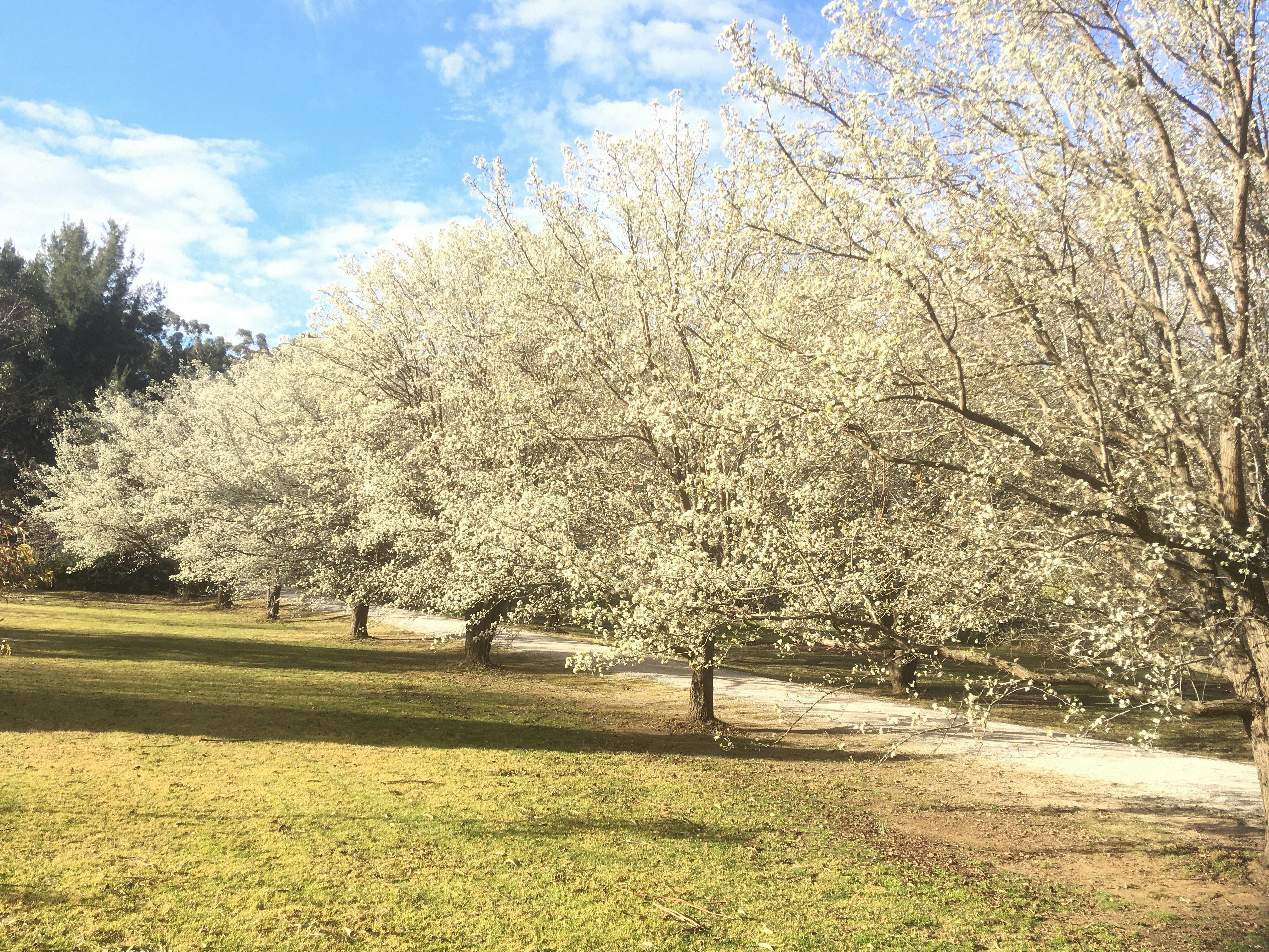 Blossom trees