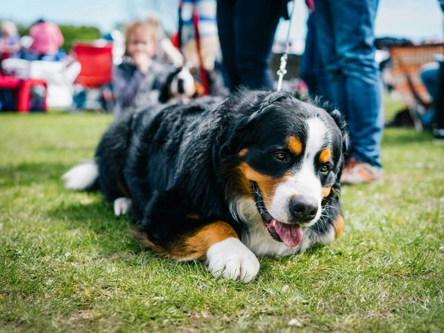 Condobolin All Breeds Championship Dog Show