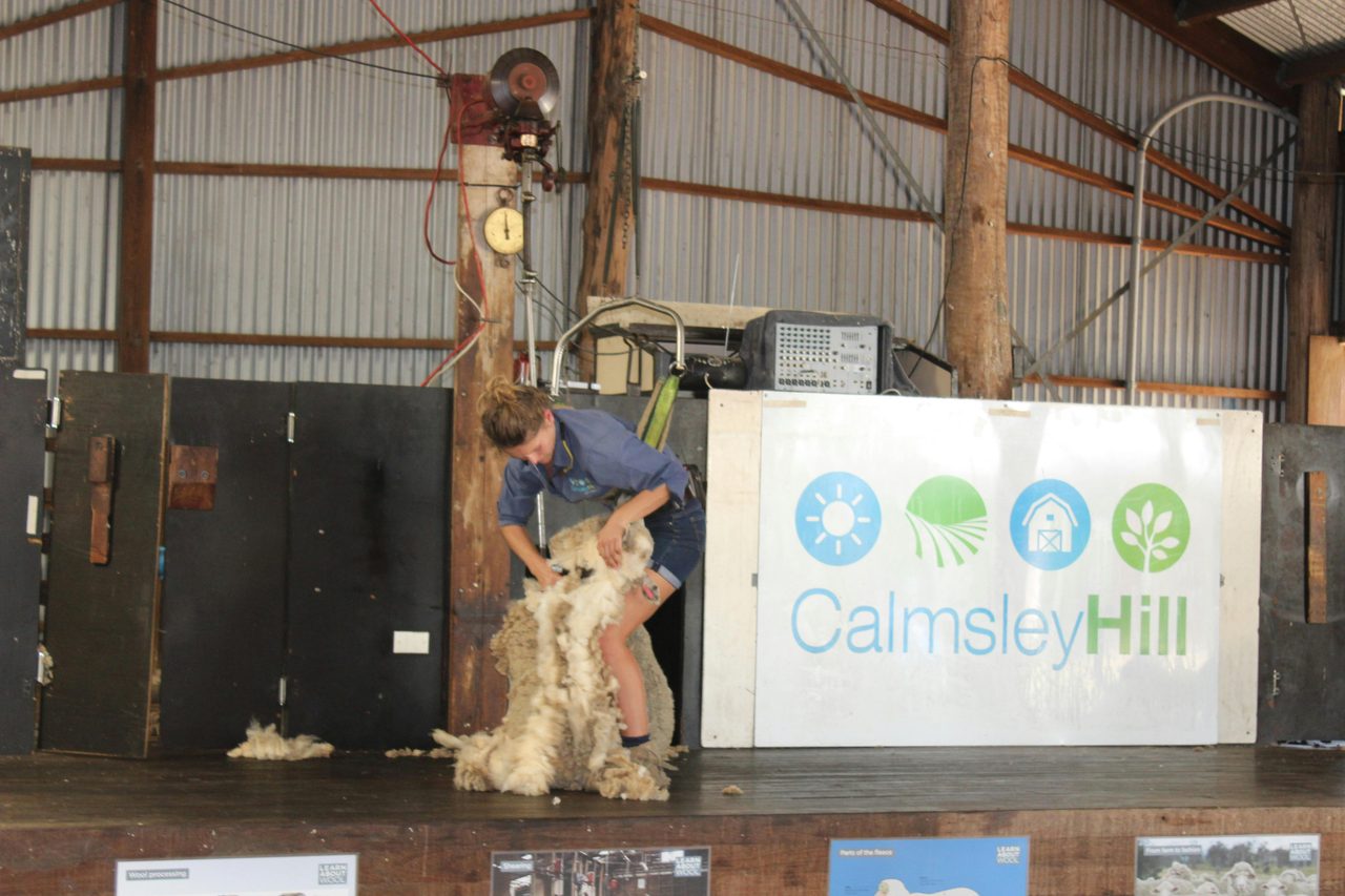 Sheep Shearing