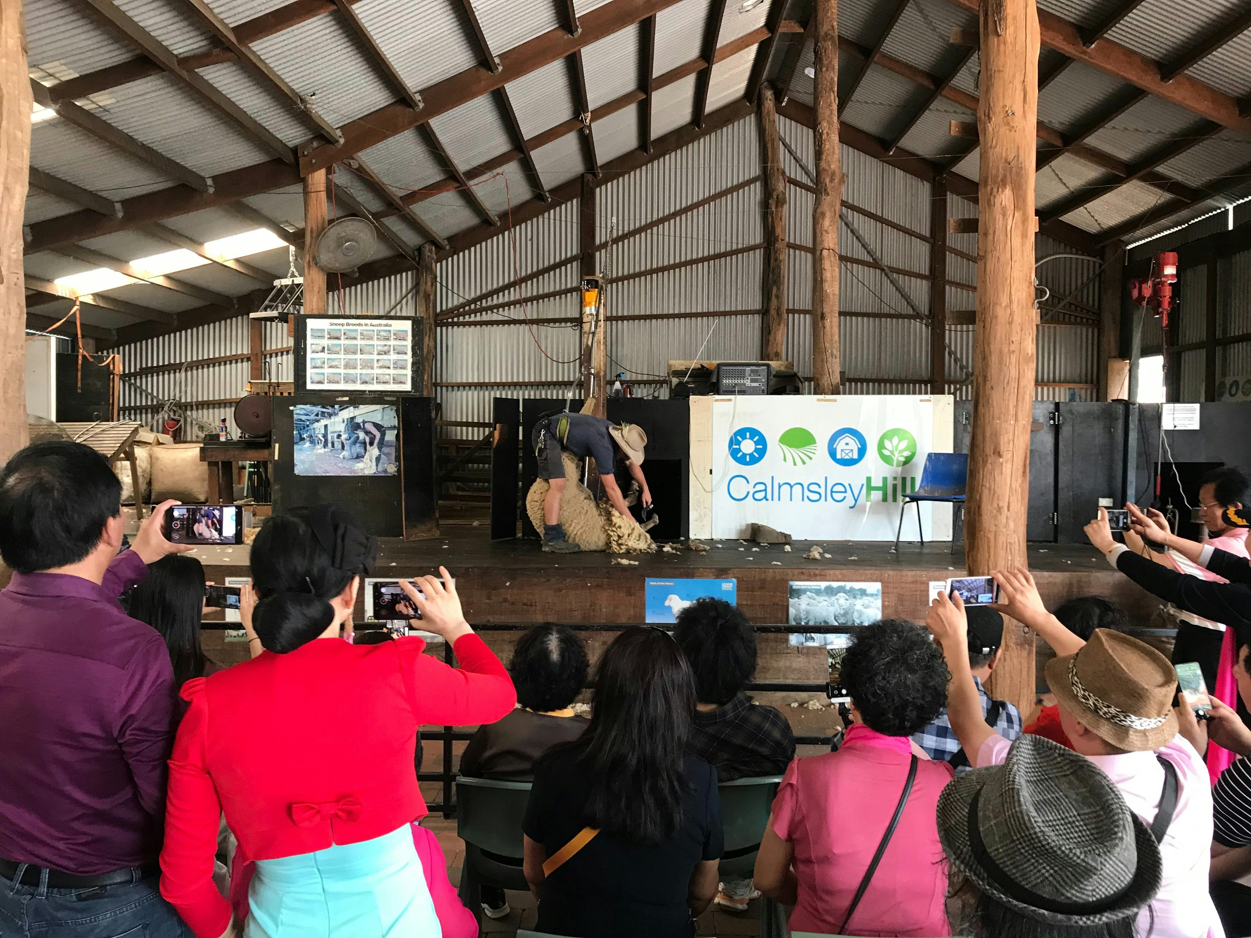 Calmsley Hill Sheep shearing