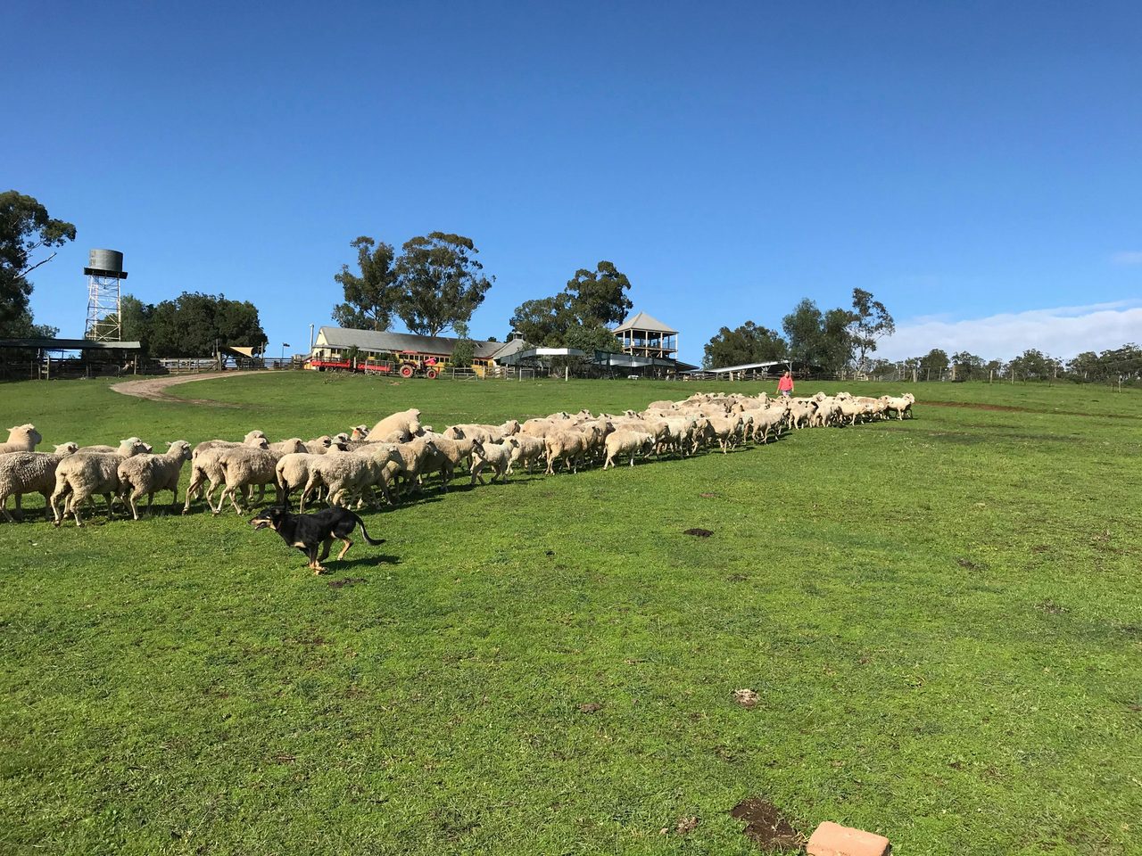 Australian Working dog in action
