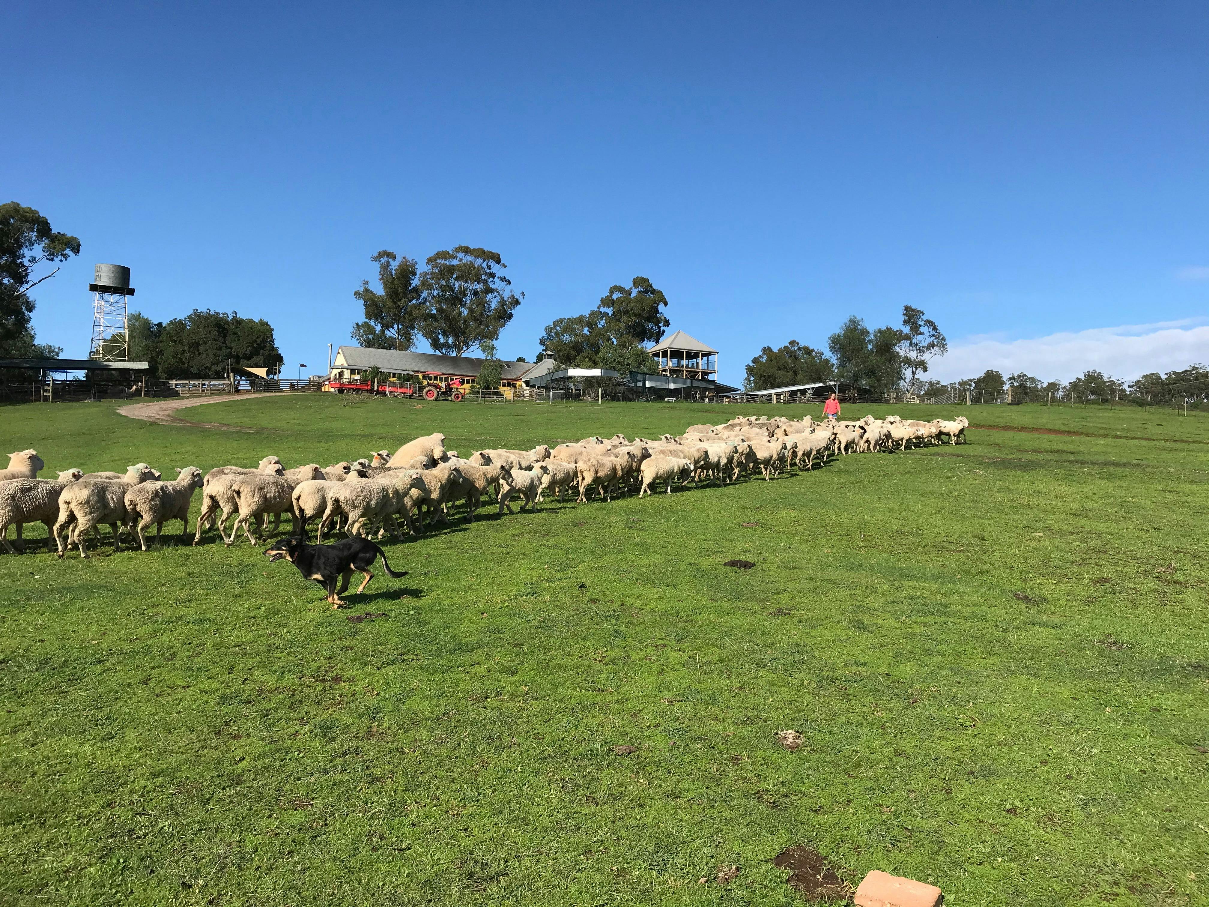 Australian Working dog in action