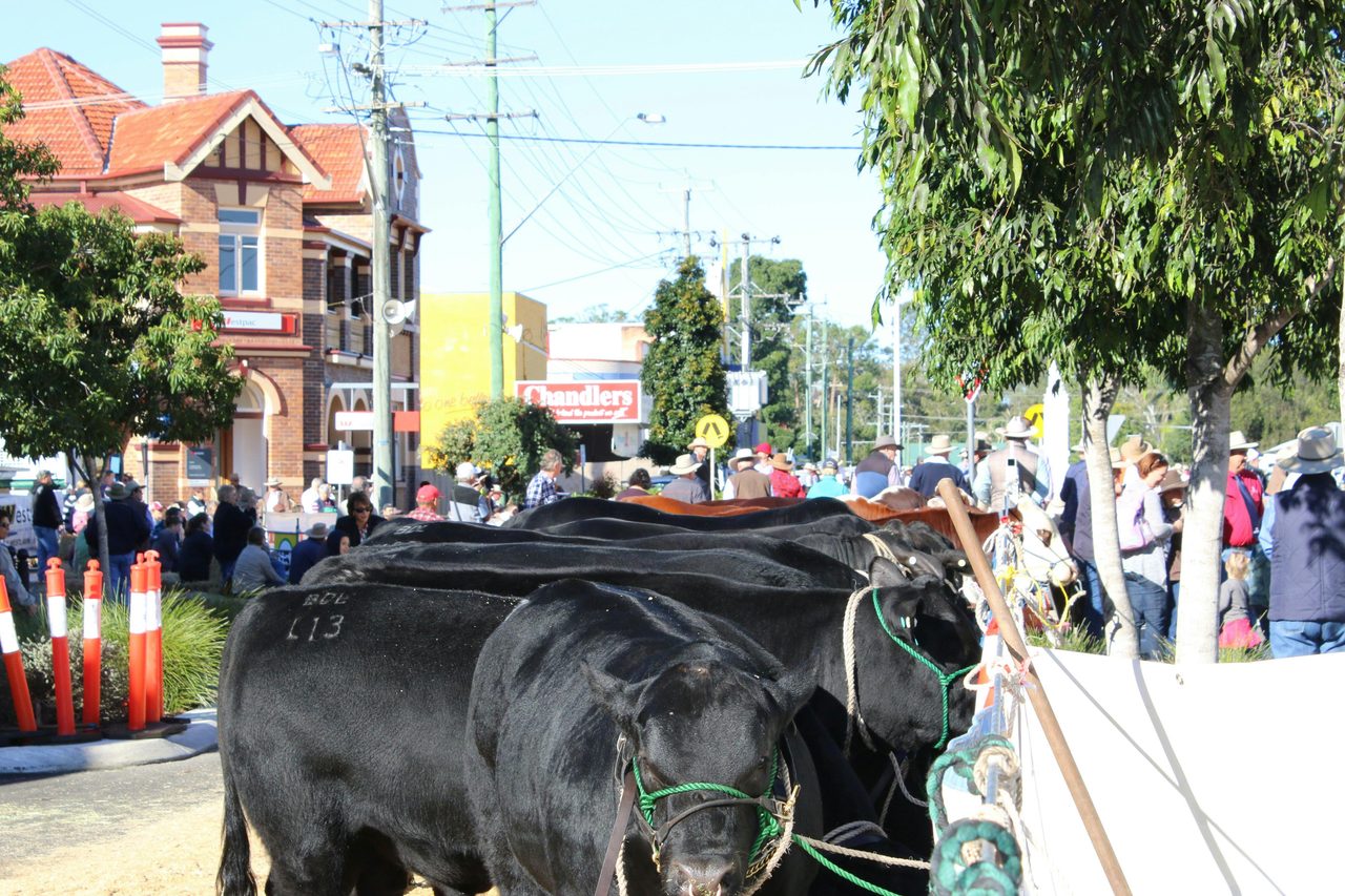 Casino Beef Week - Cattle in the Main Street