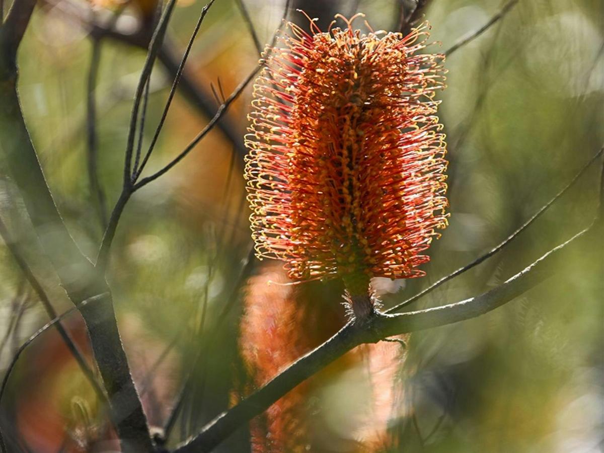 Orange banksia on branch, Brisbane Water National Park. Credit: Adam Hollingworth/DCCEEW &copy;