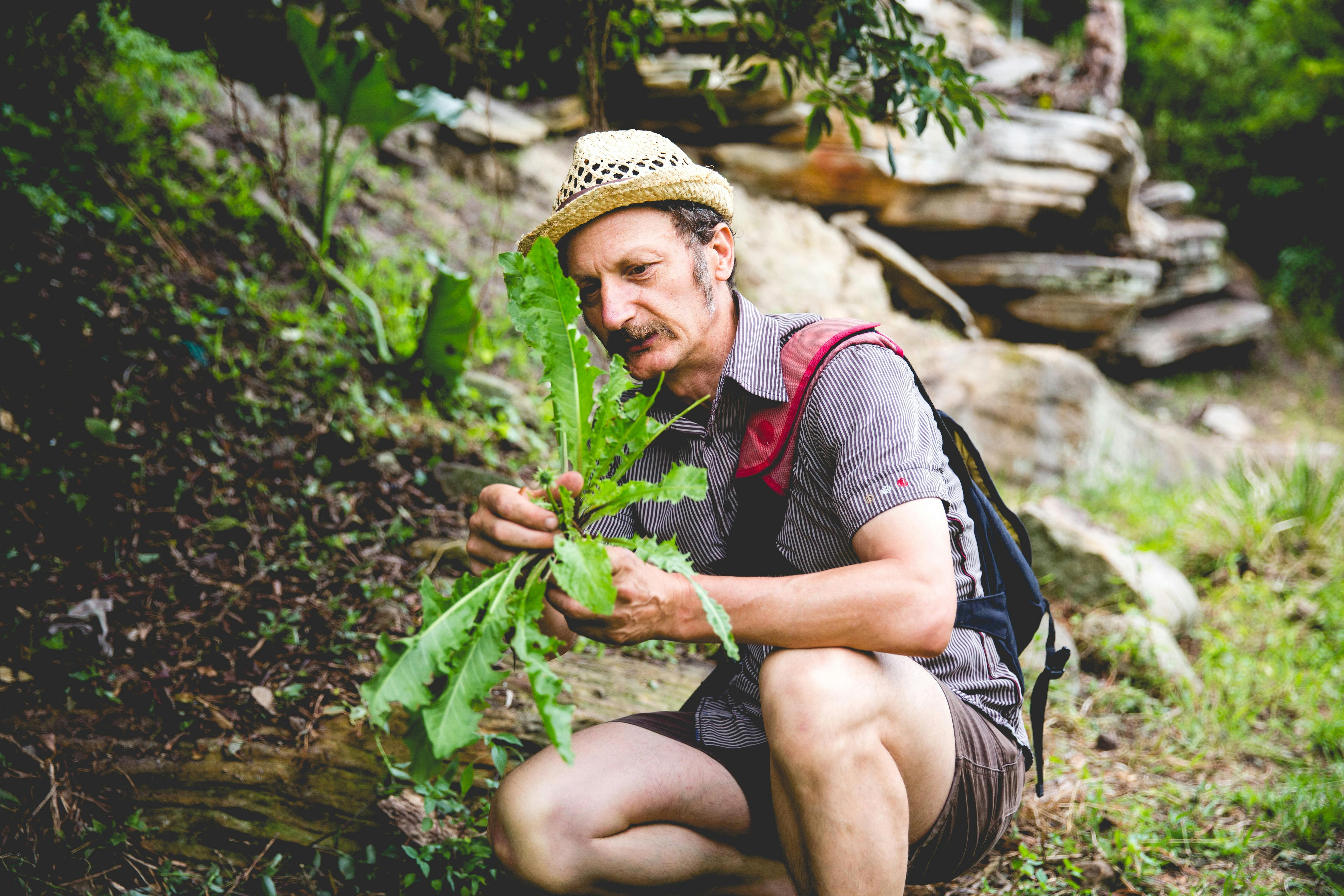 Foraging for Dandelions