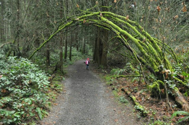 Bridle Trail