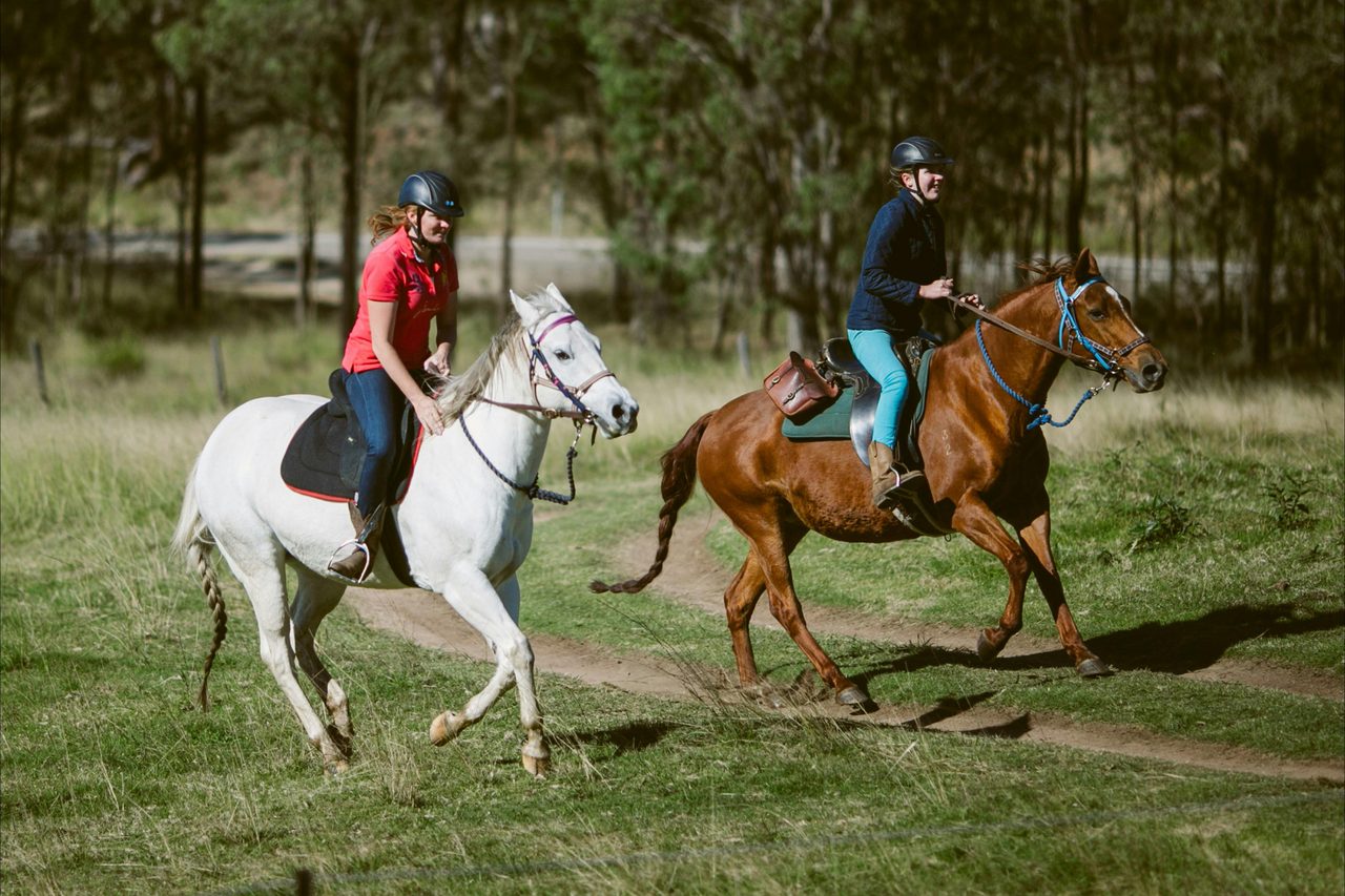 Experienced Horse Rides Available