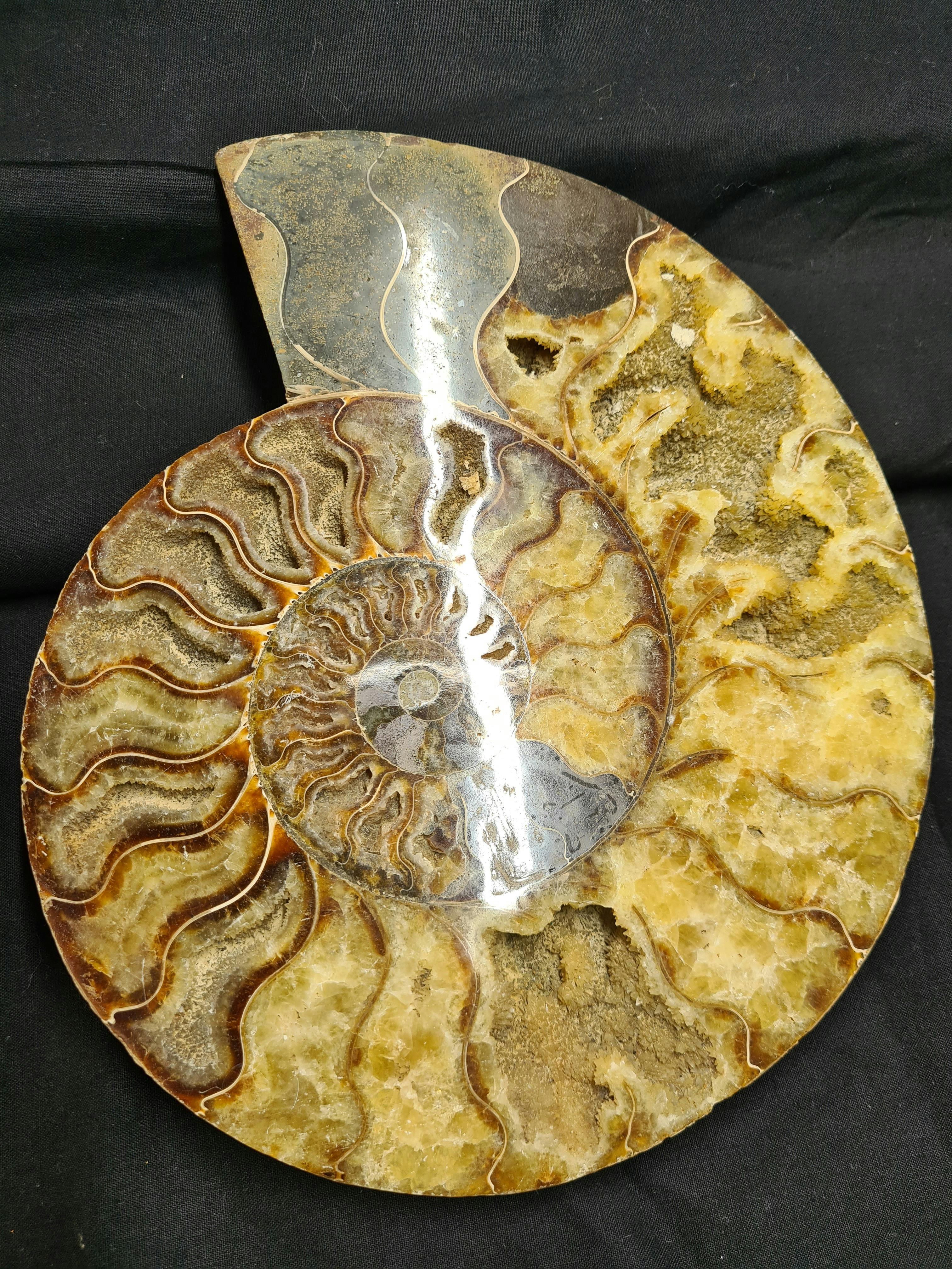 Ammonite