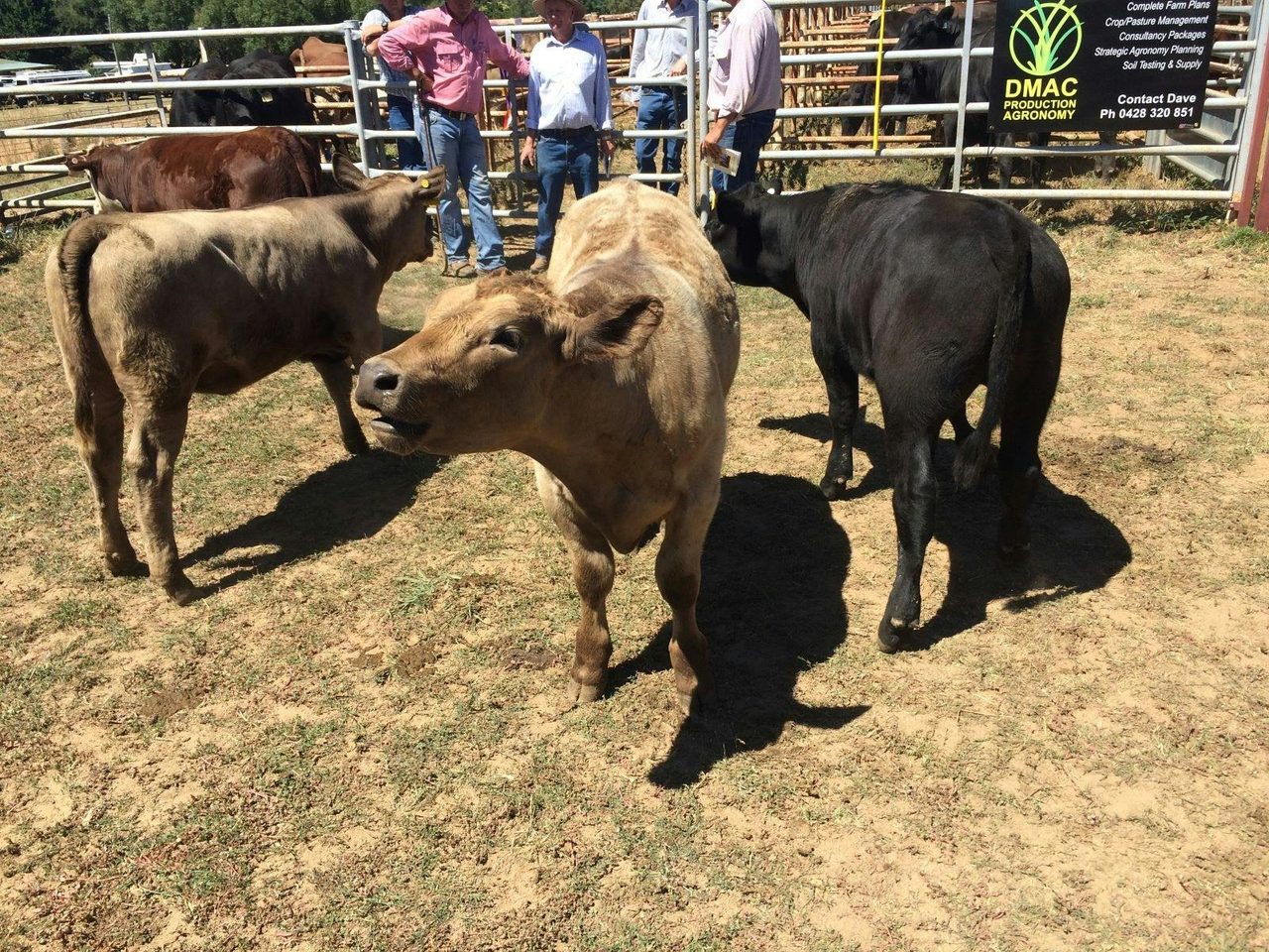 Cows at Show