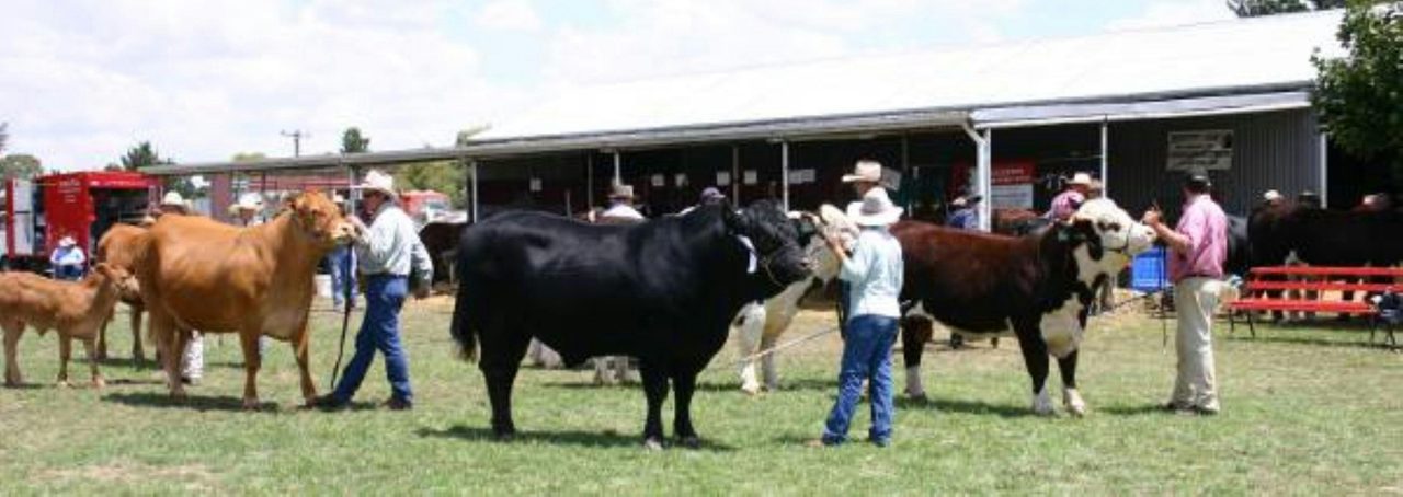 Cattle Ring