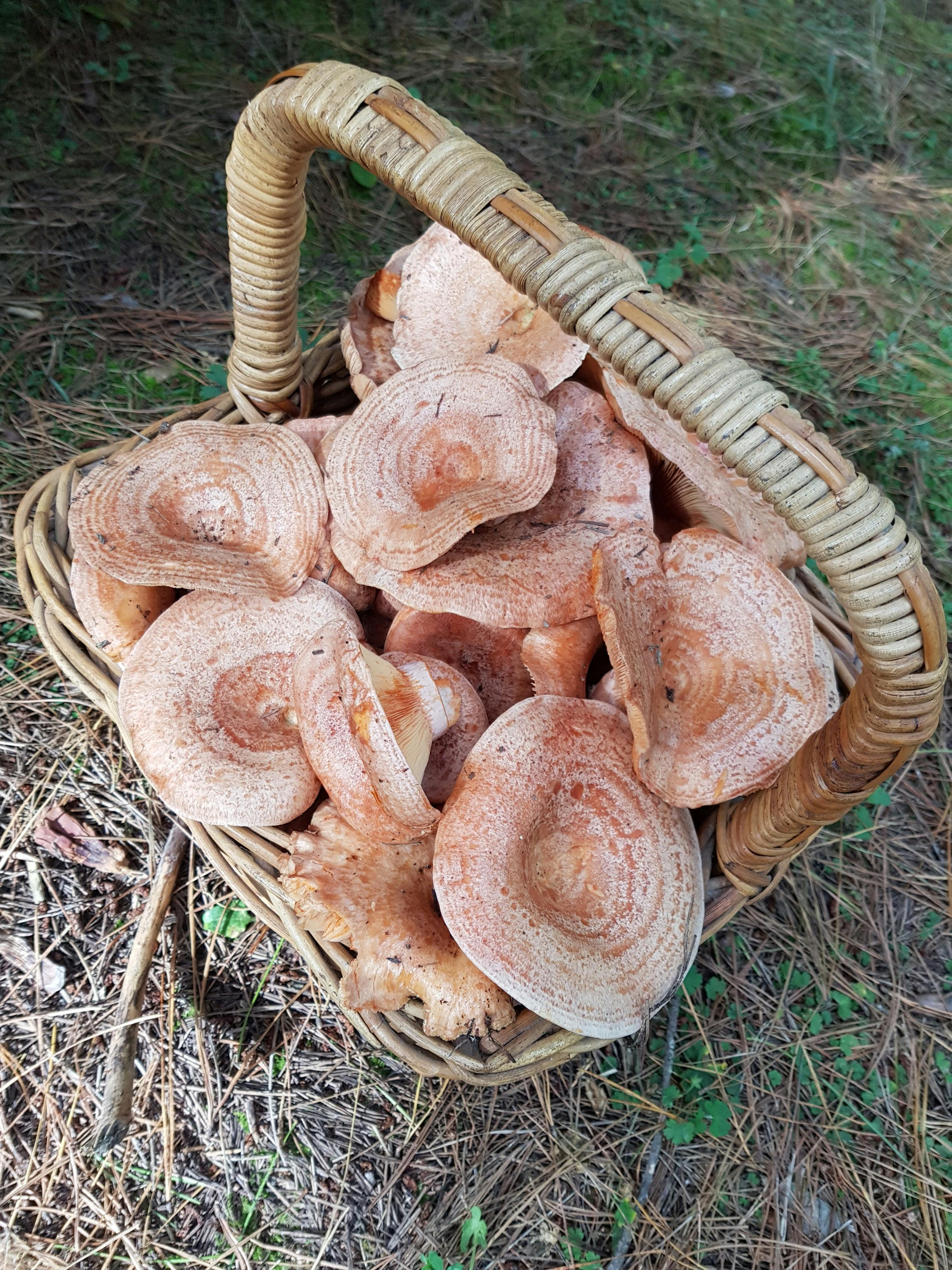 Mushrooms from Detour Dventures foraging tours running 4 days a week throughout April