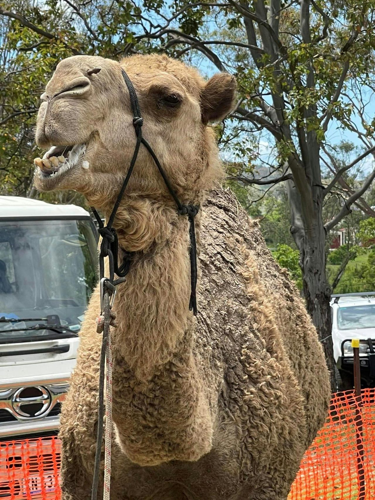 Camels and Camel races