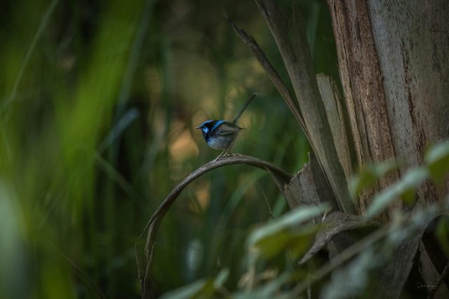 Bundian Way Story Trail