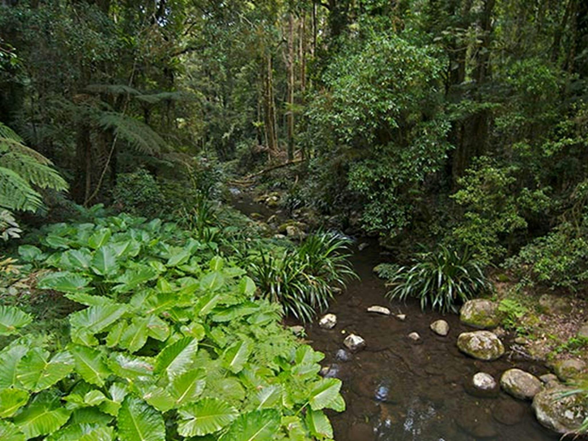 Brindle Creek picnic area, Border Ranges National Park. Photo credit: John Spencer &copy; DPIE
