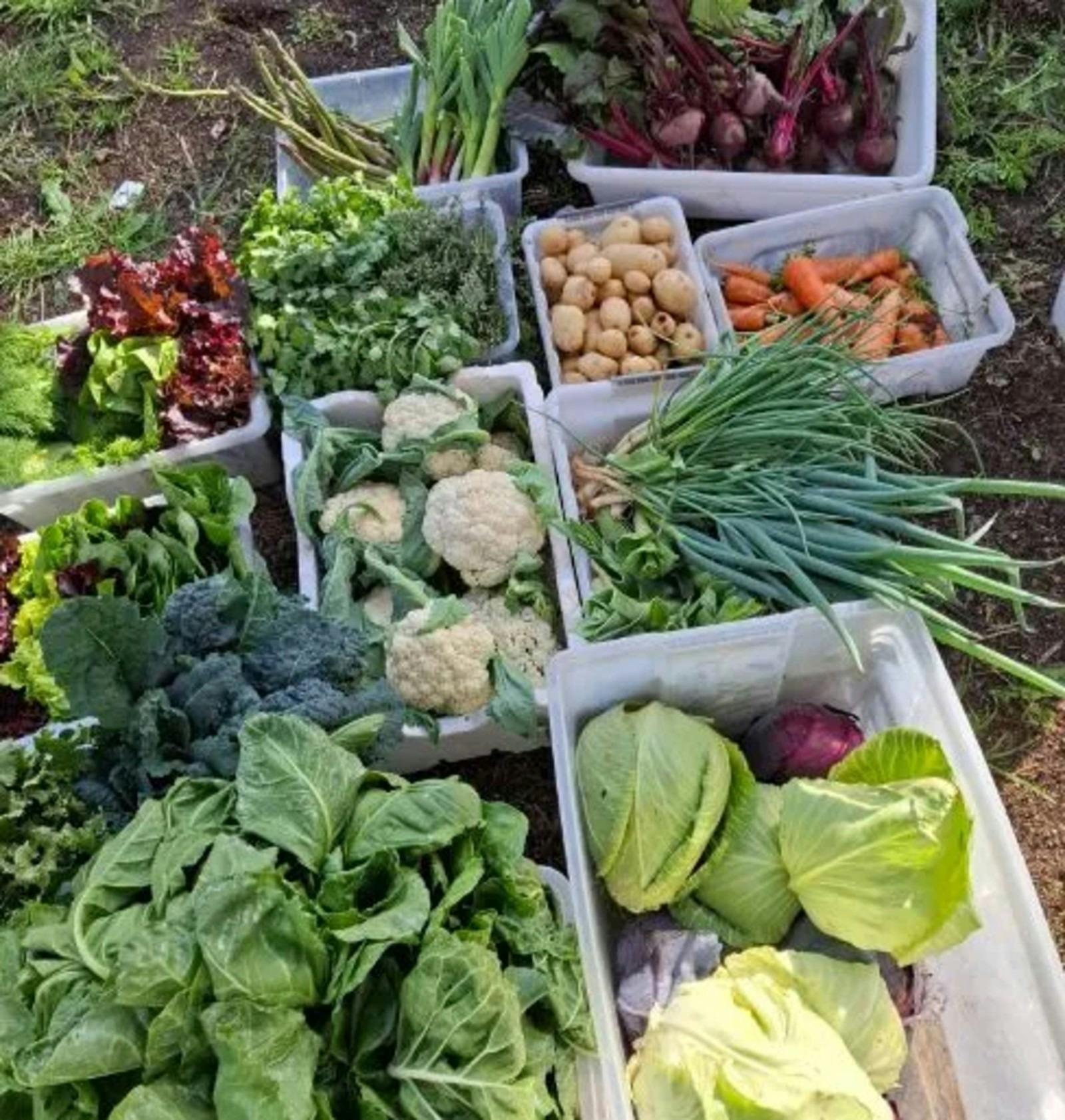 Fresh Farmers Market