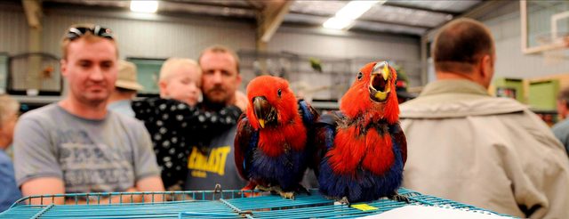 Gunnedah Bird Sale and Expo