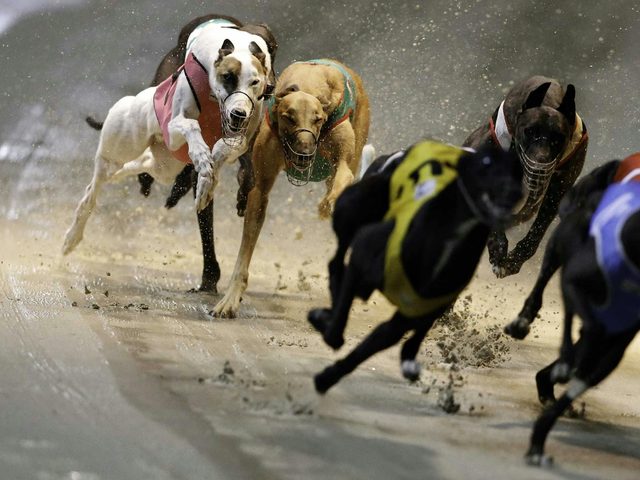 Greyhound Racing