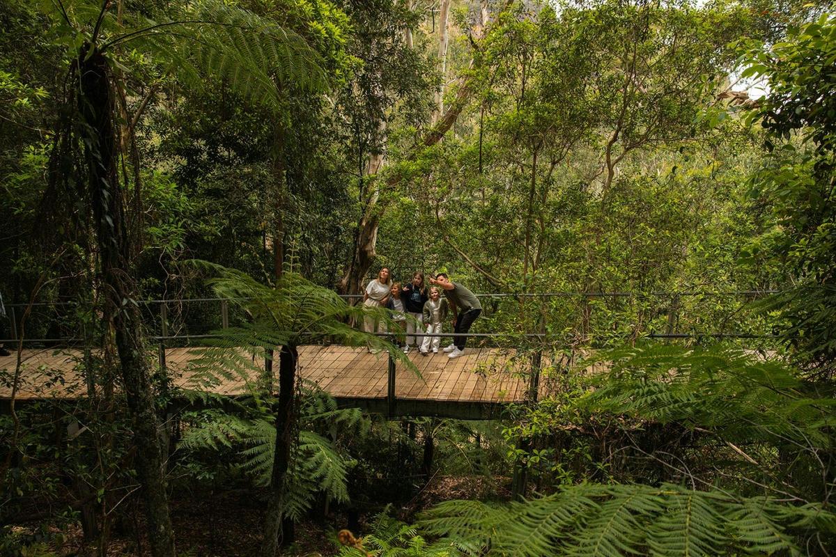 Walk beneath the rainforest canopy along the boardwalks at Scenic World