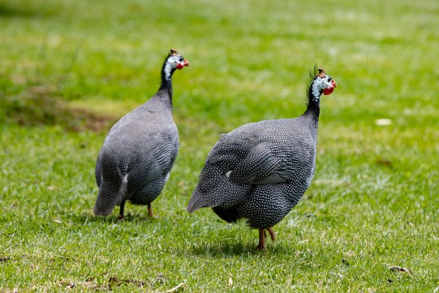 Griffith Spring Fest