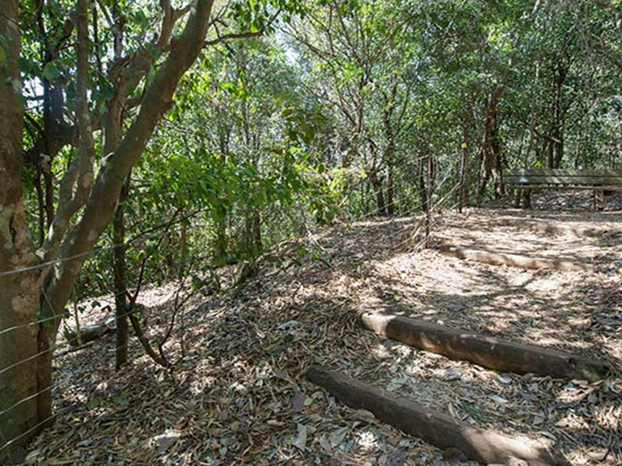 Sun-dappled forest track on Cape Hawke lookout walk, Booti Booti National Park. Photo credit: John