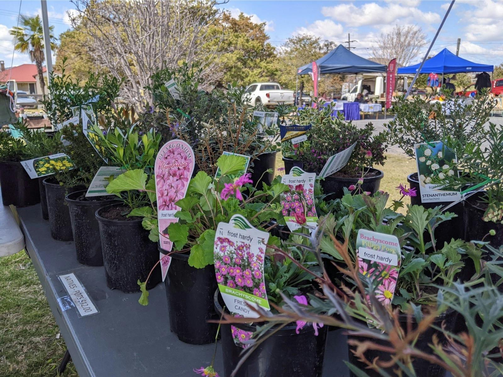 Glen Innes Cottage Market plant stall