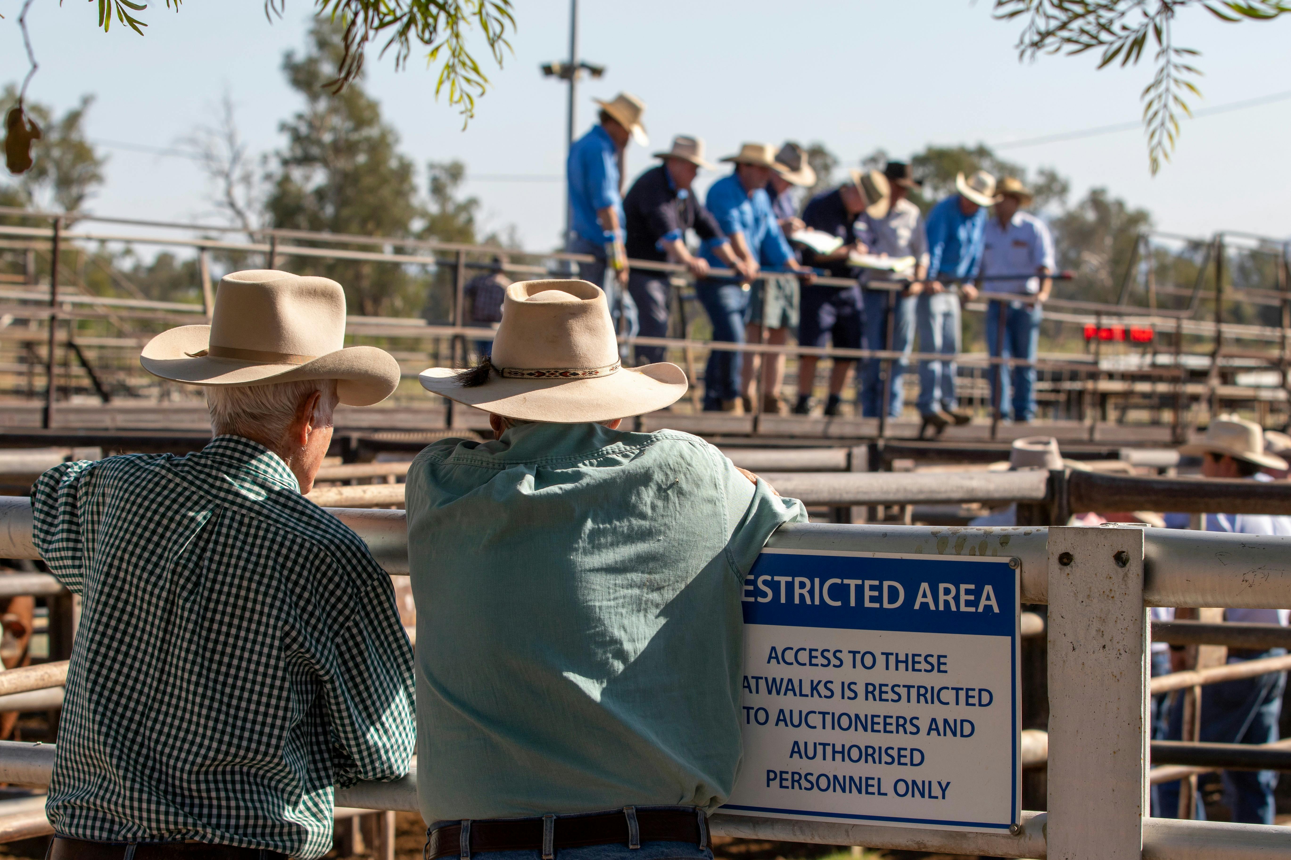 Agents inspecting cattle at Gunnedah Saleyards