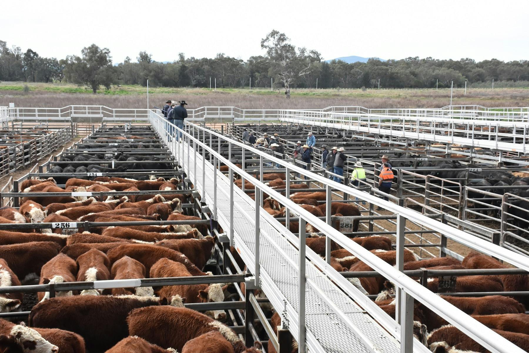 Saleyards action