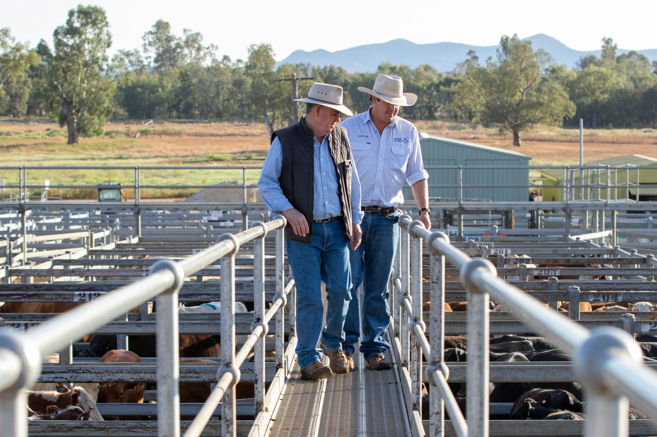 Local Agents up on catwalk at Gunnedah Saleyards