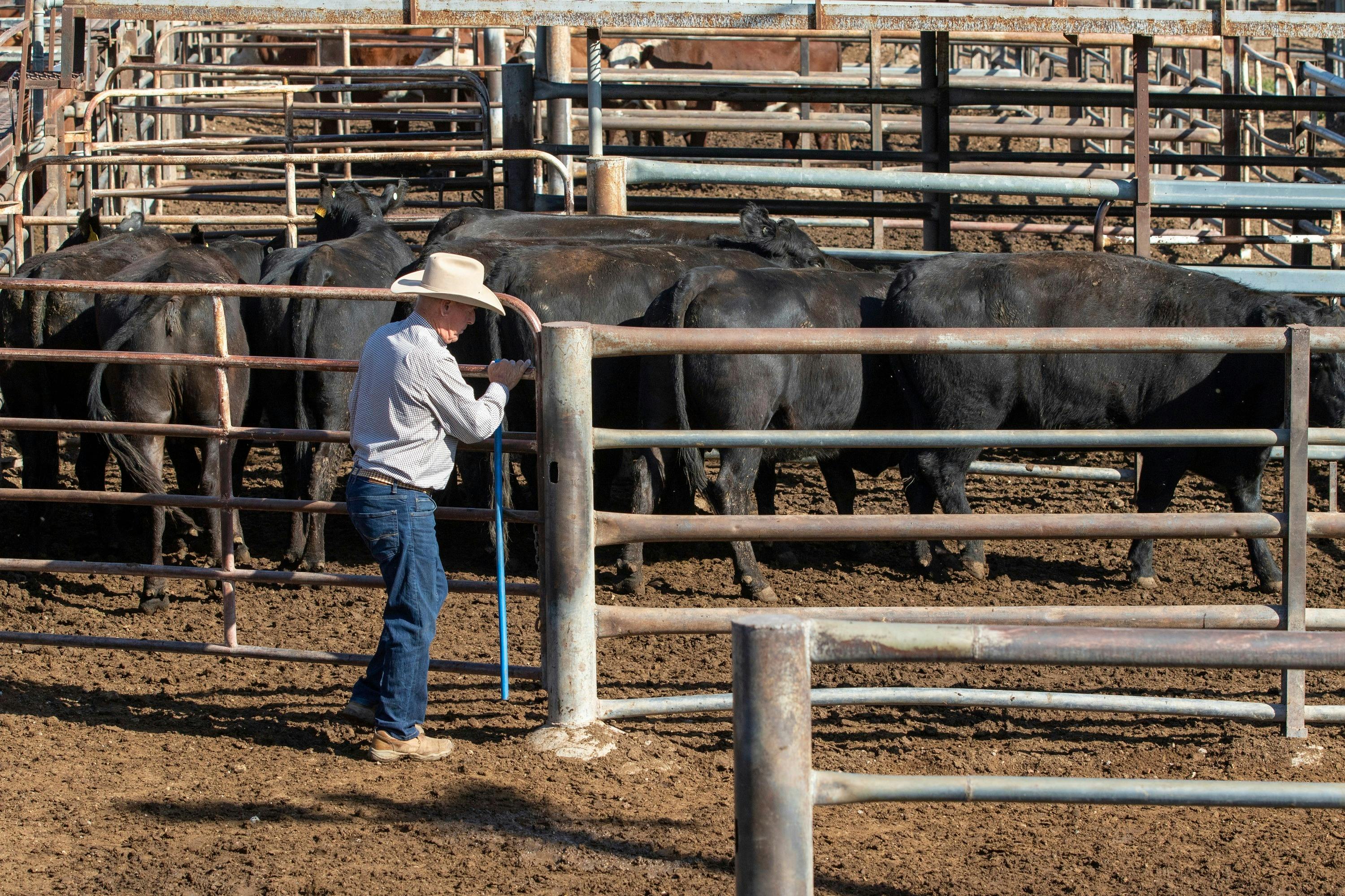 Agent sorting cattle on sale day