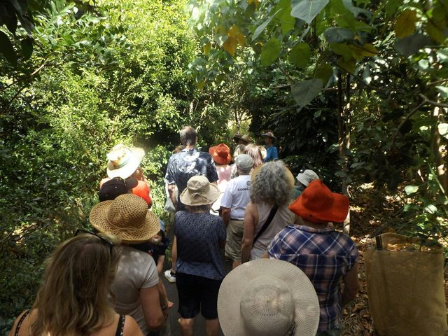 Guided Walk - Lismore Rainforest Botanic Gardens