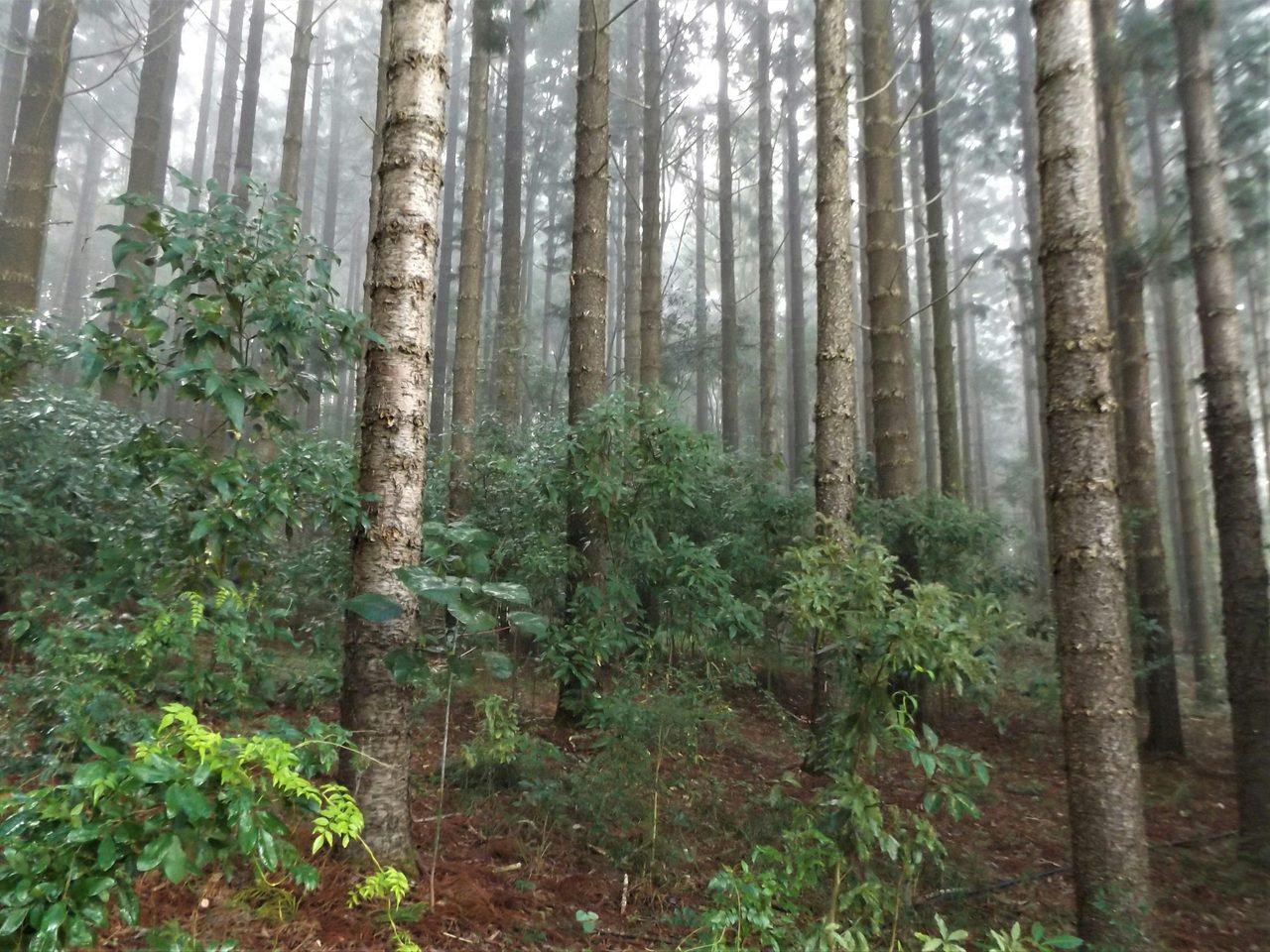 Hoop Pine Forest