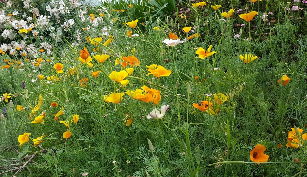 perennial beauties