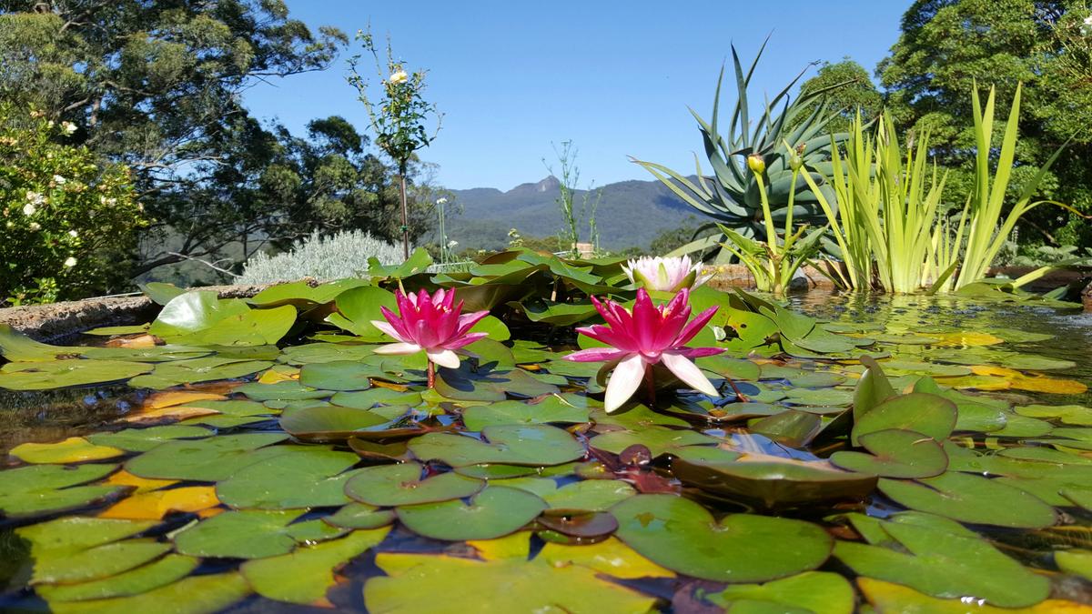 the waterlily pond