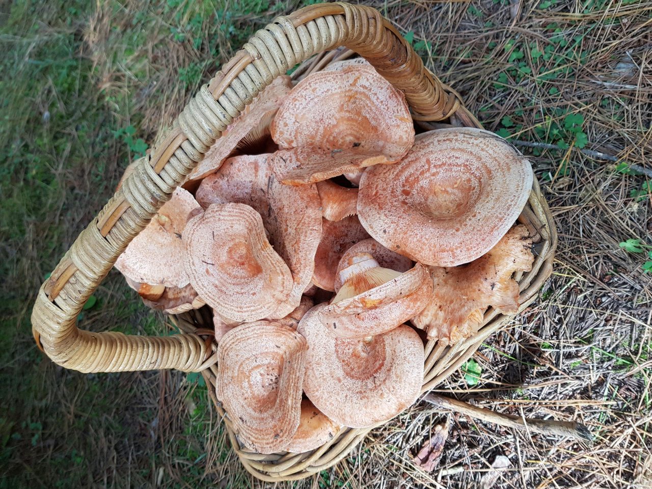 Mushroom Oberon
