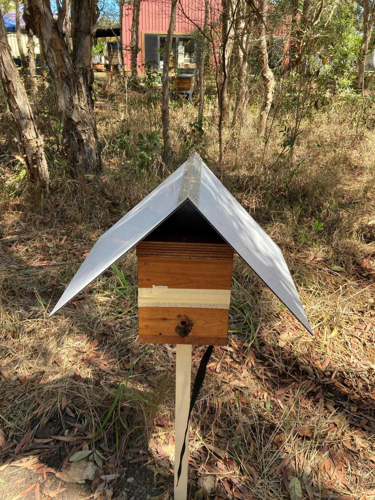 A native bee hive